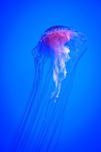 Close-up of jellyfish against blue background