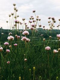 Flowers growing on field