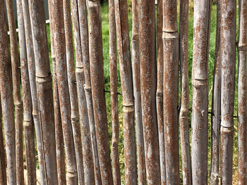 Full frame of tree trunk