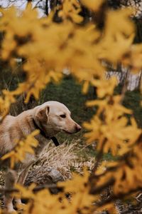 High angle view of dog on field during autumn