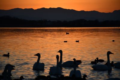 Silhouette birds on lake during sunset