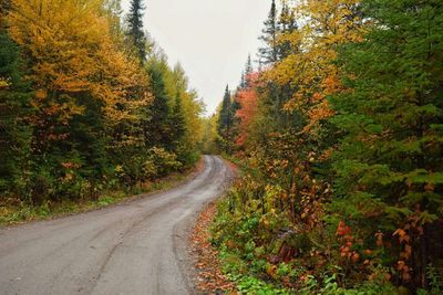 Road passing through forest