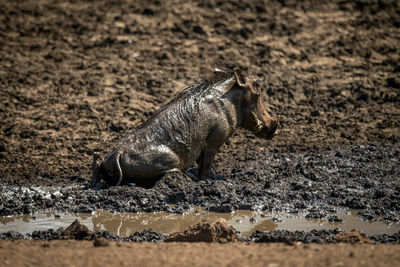 Common warthog sits in profile in mud