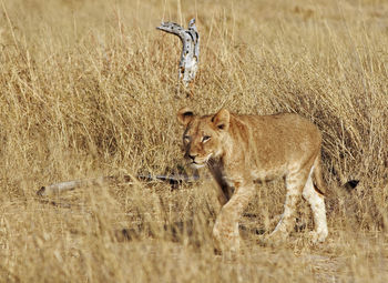 View of a lion on field