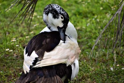 Close-up of a bird on field