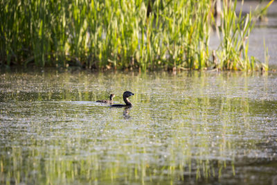 View of ducks swimming in lake