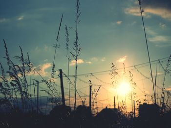 Silhouette plants against sky during sunset