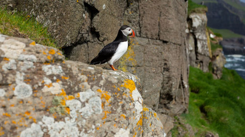 Close-up of puffin on rock