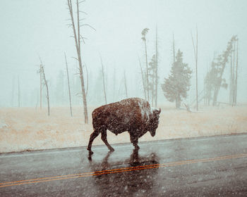 Bison standing on road during winter