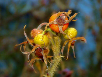 Close-up of flower against blurred background