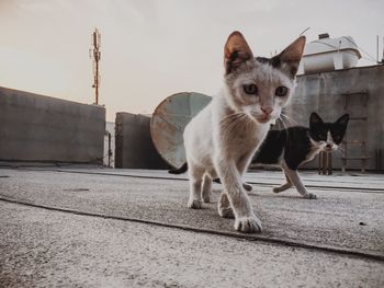 Portrait of cat by wall outdoors