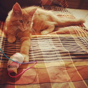 Ginger cat lying on floor