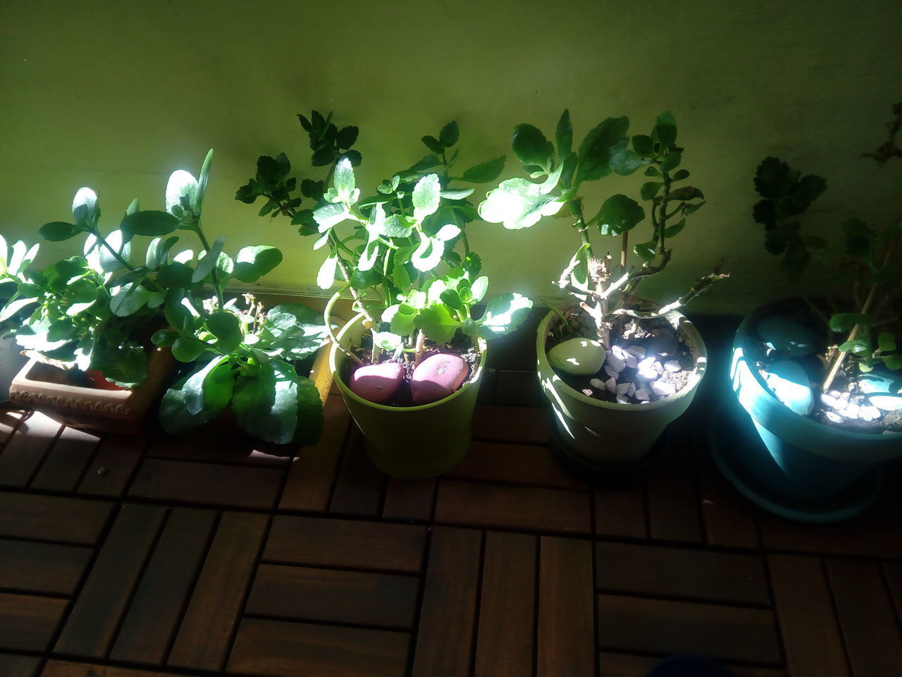 CLOSE-UP OF POTTED PLANT ON TABLE