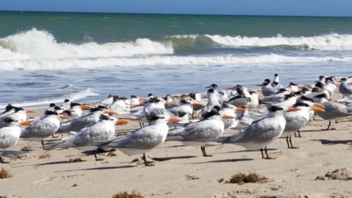 Flock of seagulls on beach