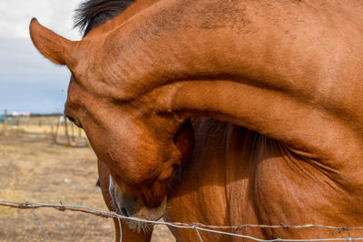 Close-up of a horse