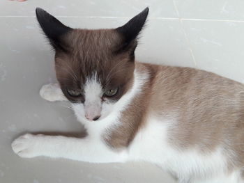 Close-up portrait of cat relaxing