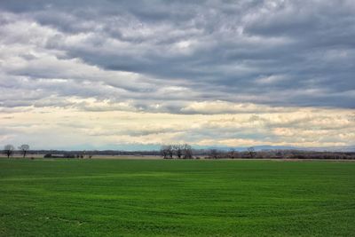 Scenic view of field against sky