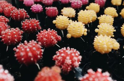 Close-up of various flowers on sea