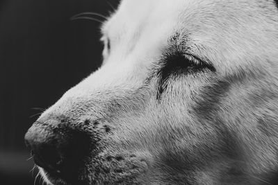 Close-up of dog looking away