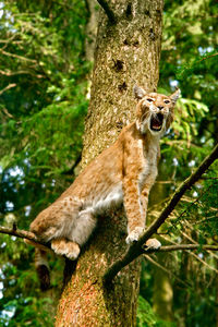 Squirrel on tree trunk