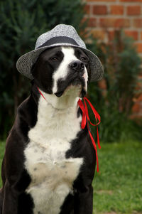 Close-up of dog looking away