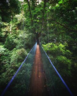 Footbridge amidst trees in forest