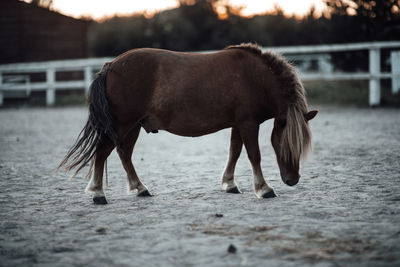 Side view of horse standing on land