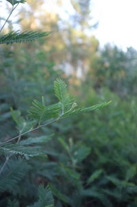 Close-up of fresh green plant