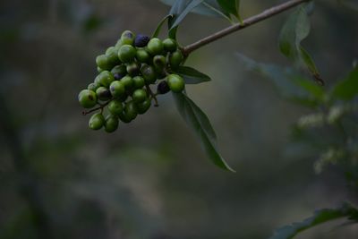 Close-up of berries growing on tree