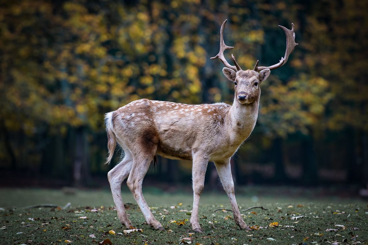 PORTRAIT OF DEER STANDING ON GROUND