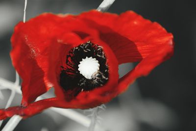 Close-up of red flowers