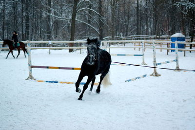 Man with dog on field during winter