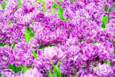 Close-up of pink flowering plants