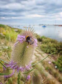 Close-up of bee on thistle flower