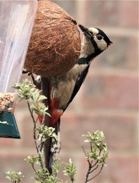 Close-up of bird perching on a feeder