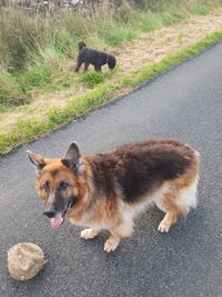 View of 2 dogs on road, gsd and schnoodle