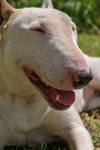 Close-up of a white bull terrier dog