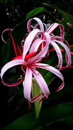 Close-up of pink flowers blooming outdoors