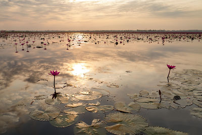 Scenic view of lake against sky during sunset