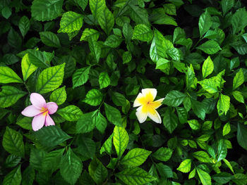 High angle view of flowering plant