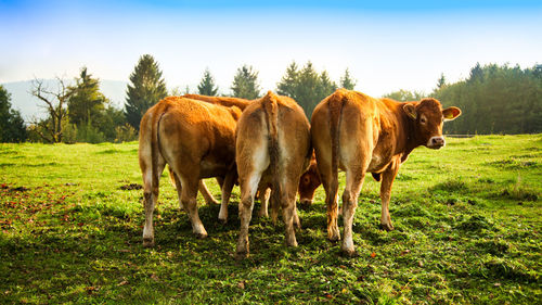 Cows standing in a field