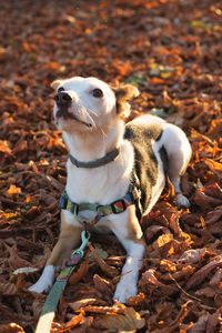 View of a dog on dry leaves