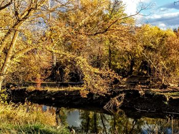 Reflection of trees in pond