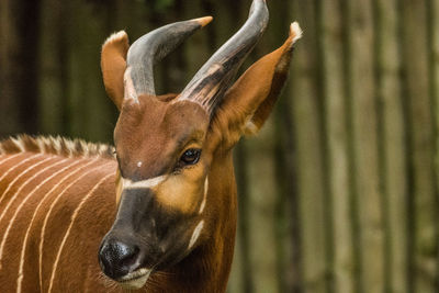 Close-up of deer