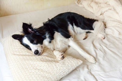 High angle view of dog resting on bed