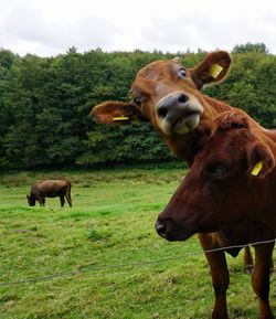 Cows on grassy field