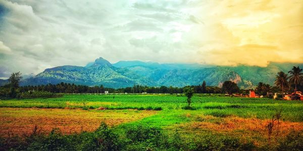 Scenic view of field against sky