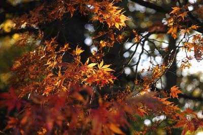 Close-up of maple tree during autumn