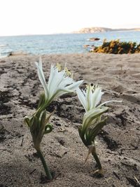 Close-up of flower on beach against sky