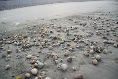 Close-up of shells on sand at beach